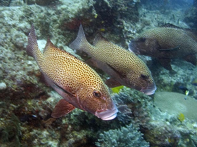 many spotted sweetlips