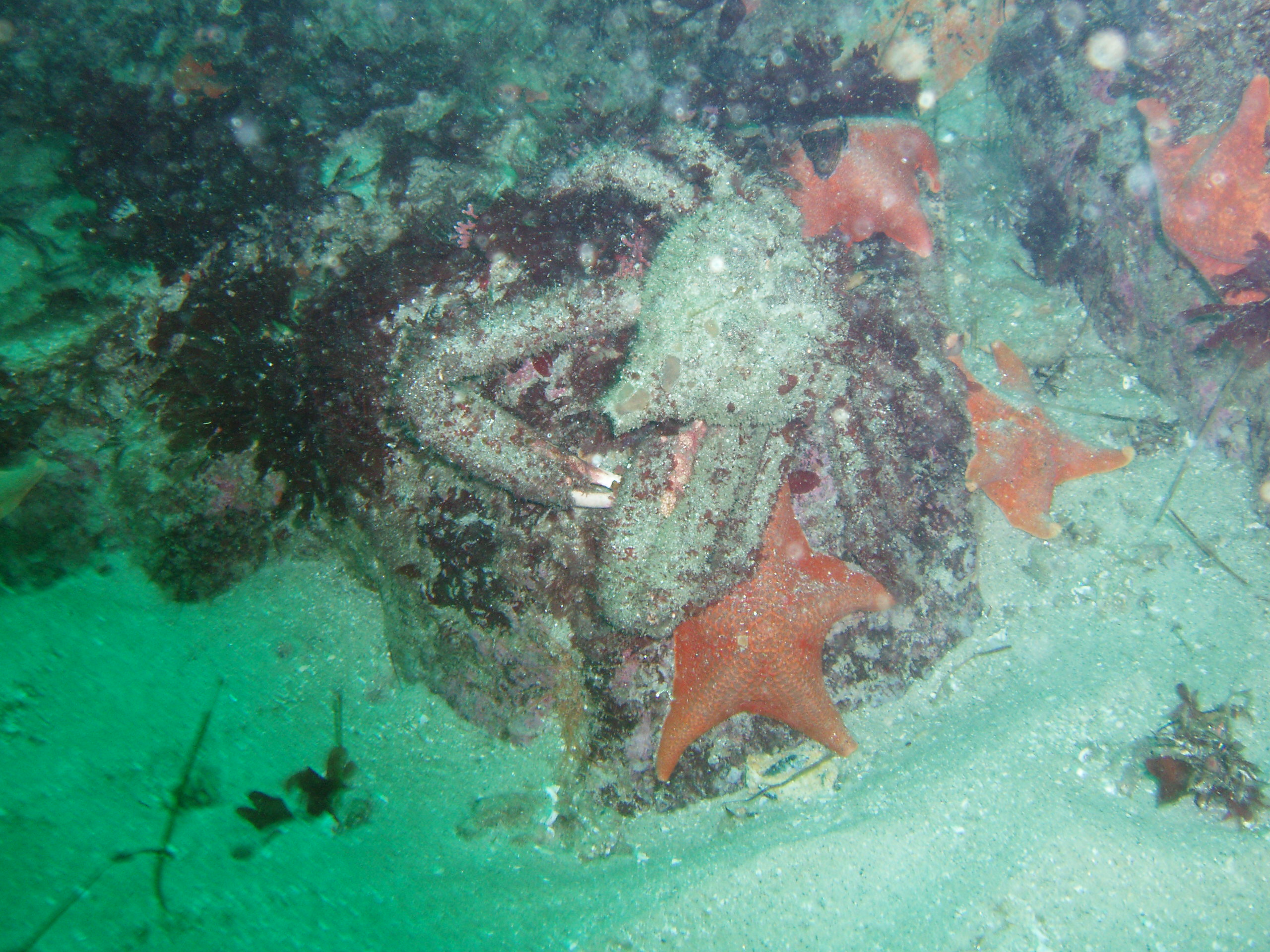 Masking Crab