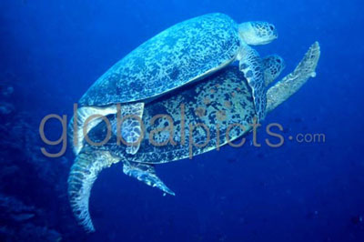 Mating Green Turtle