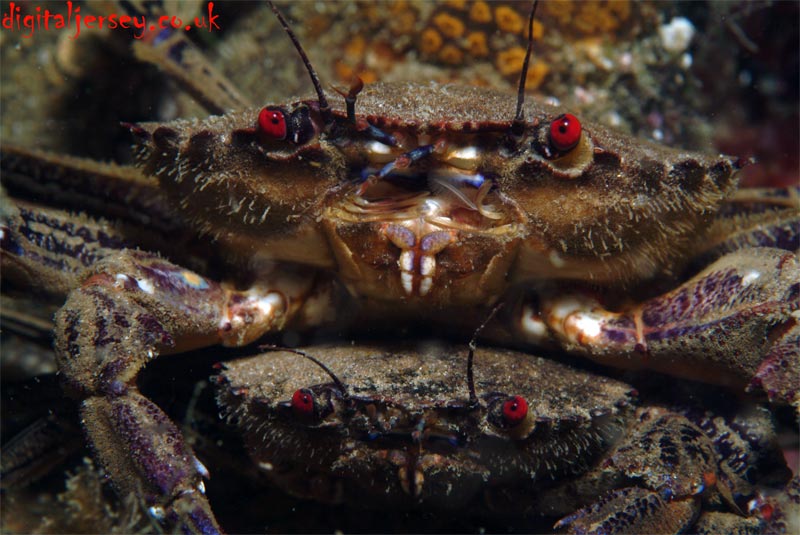 Mating Velvet Swimming Crabs