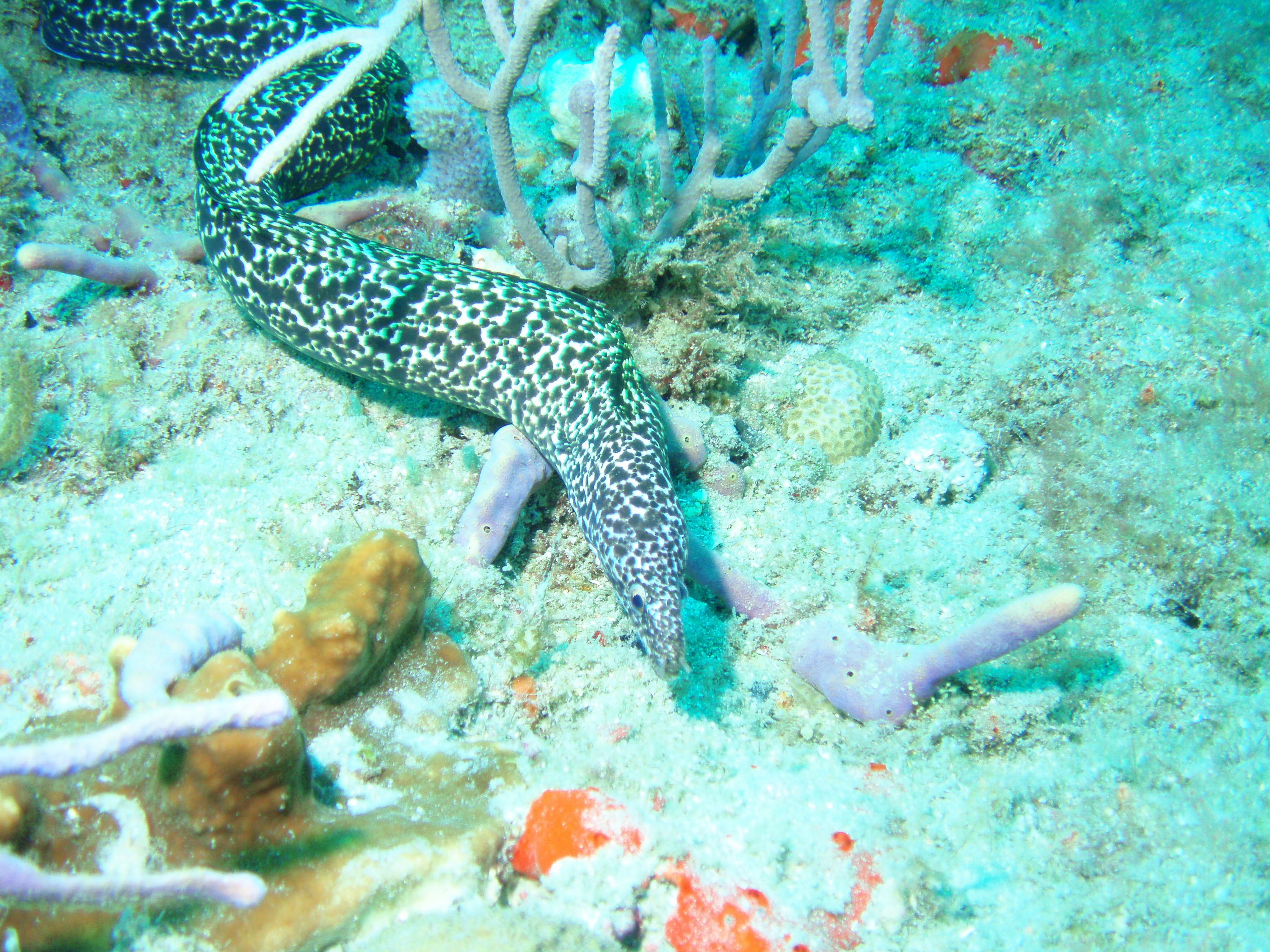 mid reef Spotted Moray