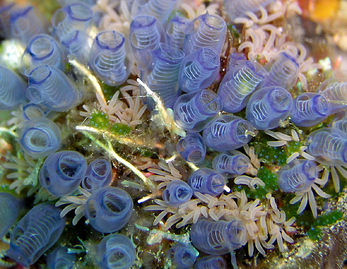 Miniature Sea Squirt Garden