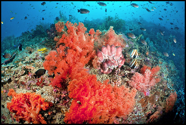 Moalboal Pescador corals