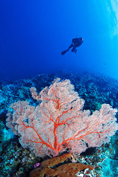 Molana reefs