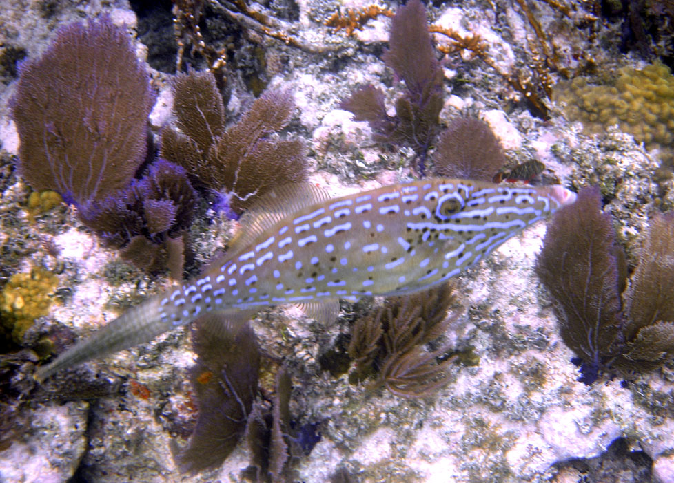 Molassas Reef Scrawled Filefish