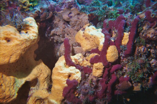 Molasses Reef