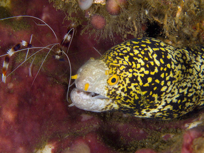 Moray with cleaner shrimp