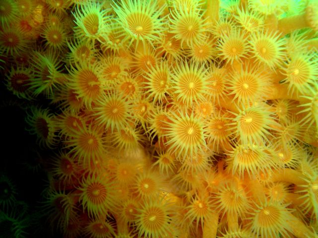 more Yellow zoanthids