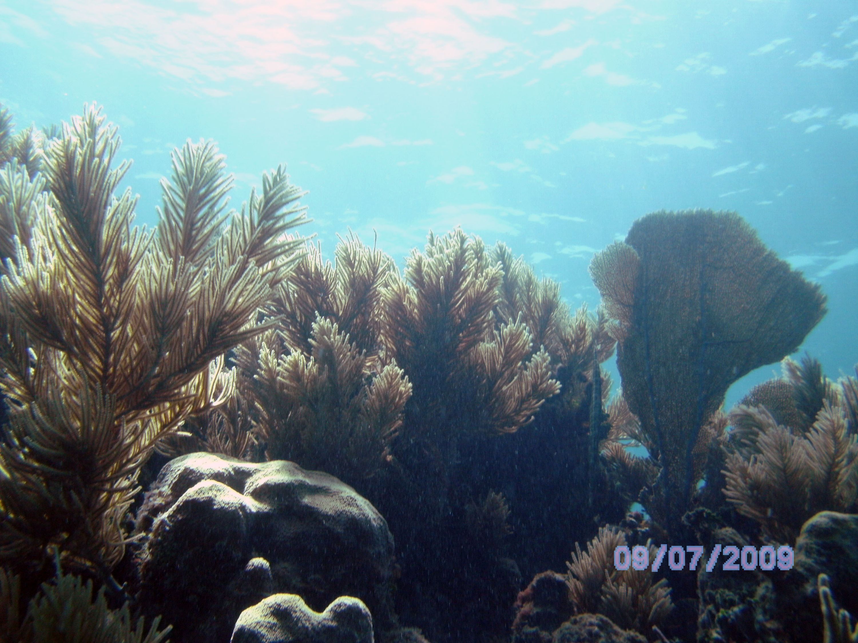 Morelos barrier reef 2