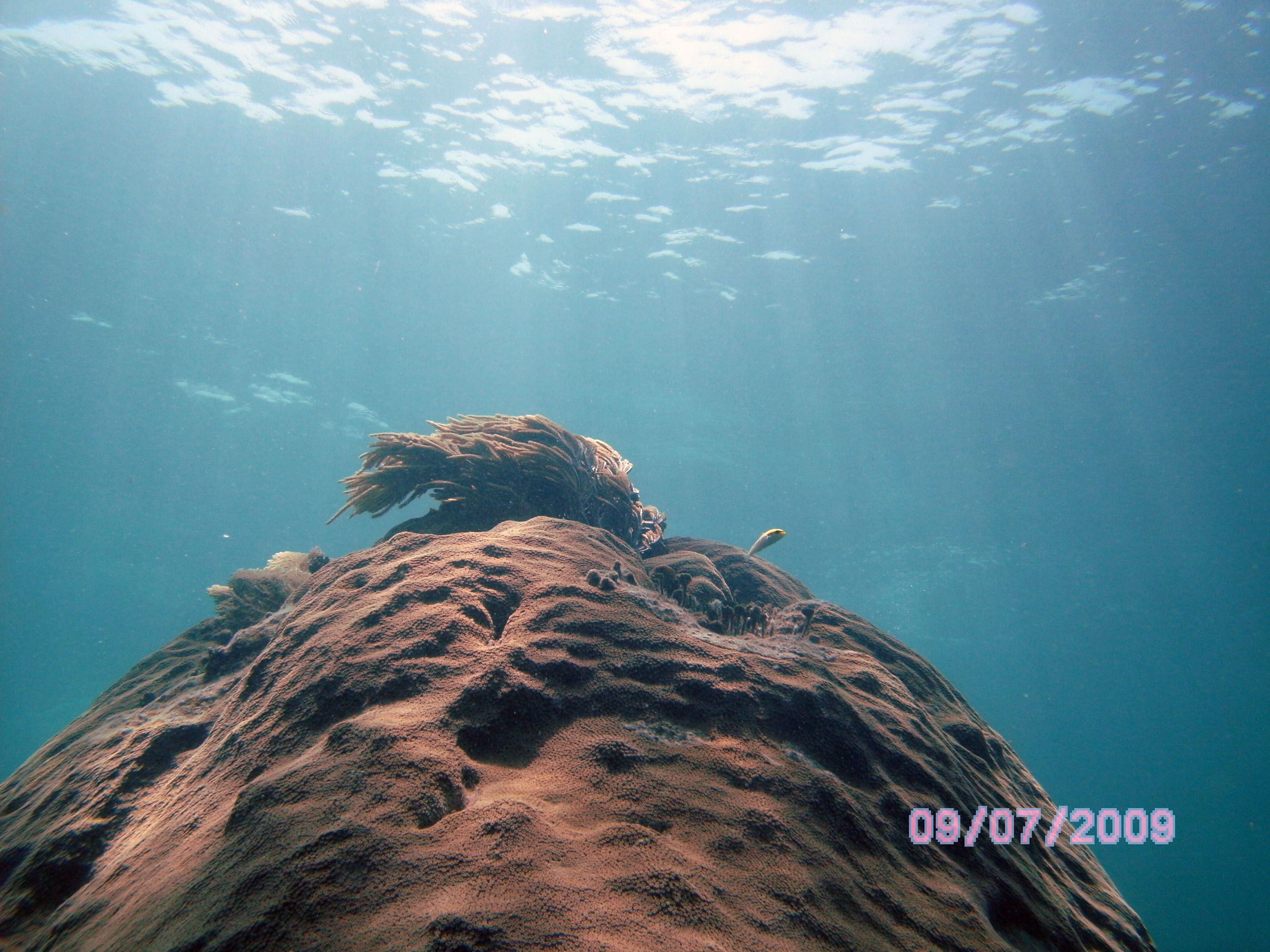 Morelos barrier reef 3