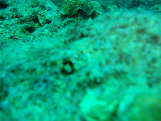 My first Blenny type thing