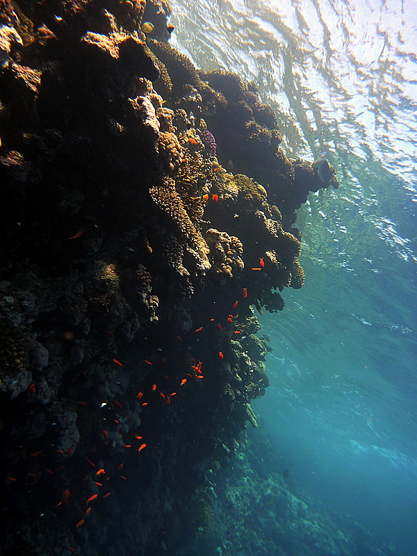 Nabq, Sharm el Sheikh, oct.2009, free diving, Panasonic DMC-FT1