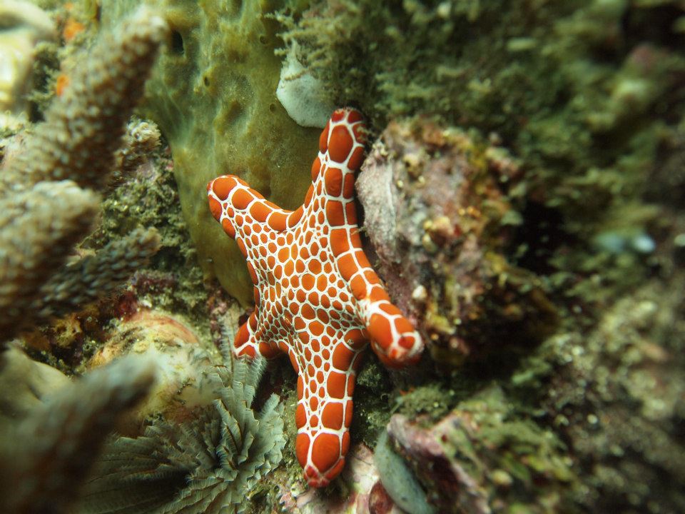 Necklace Starfish