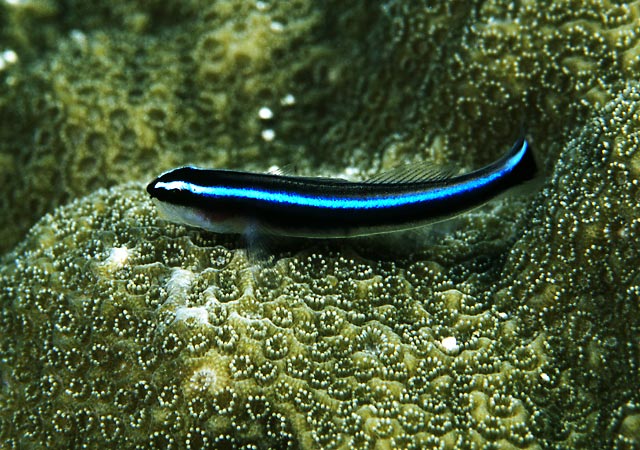 Neon Goby 1