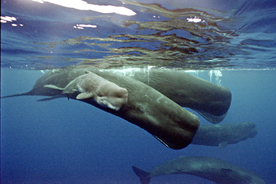 New born Sperm whale