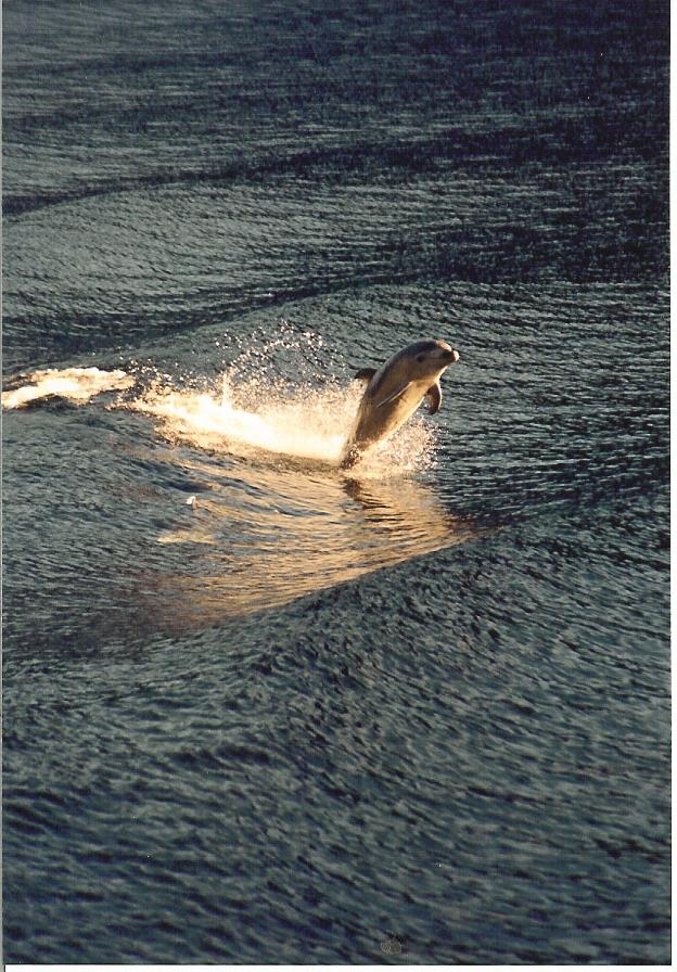 New Zealand - Bottlenose Dolphin