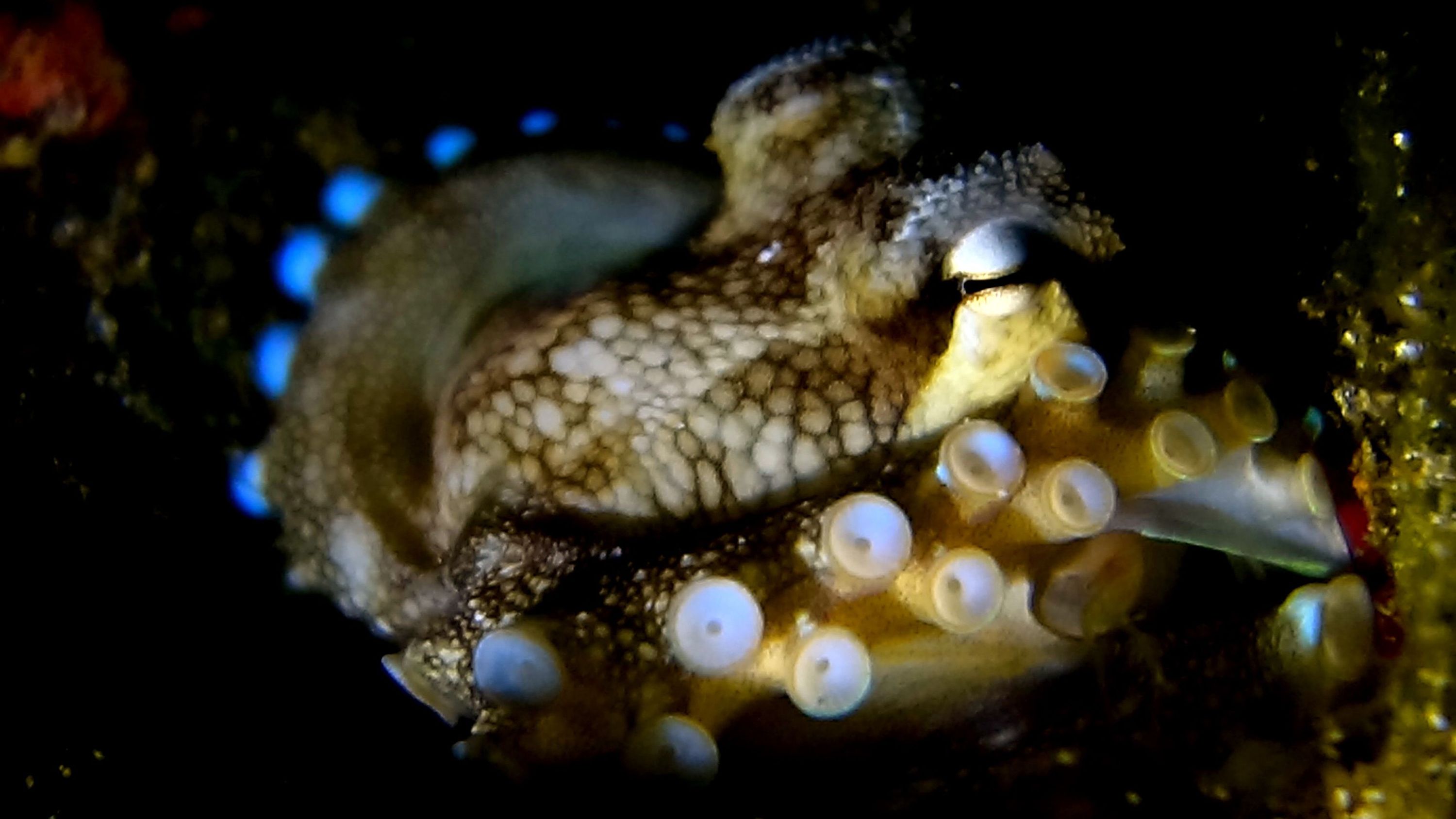 Night dive - octopus