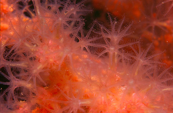 Northern Soft Coral