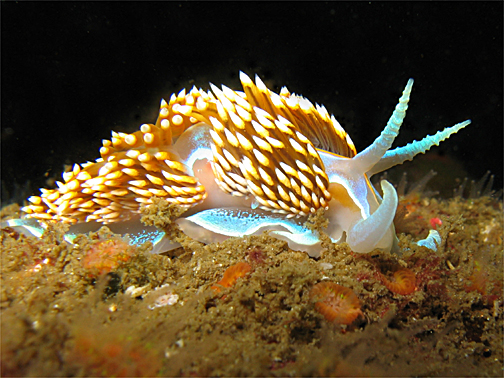 'Nother Nudi