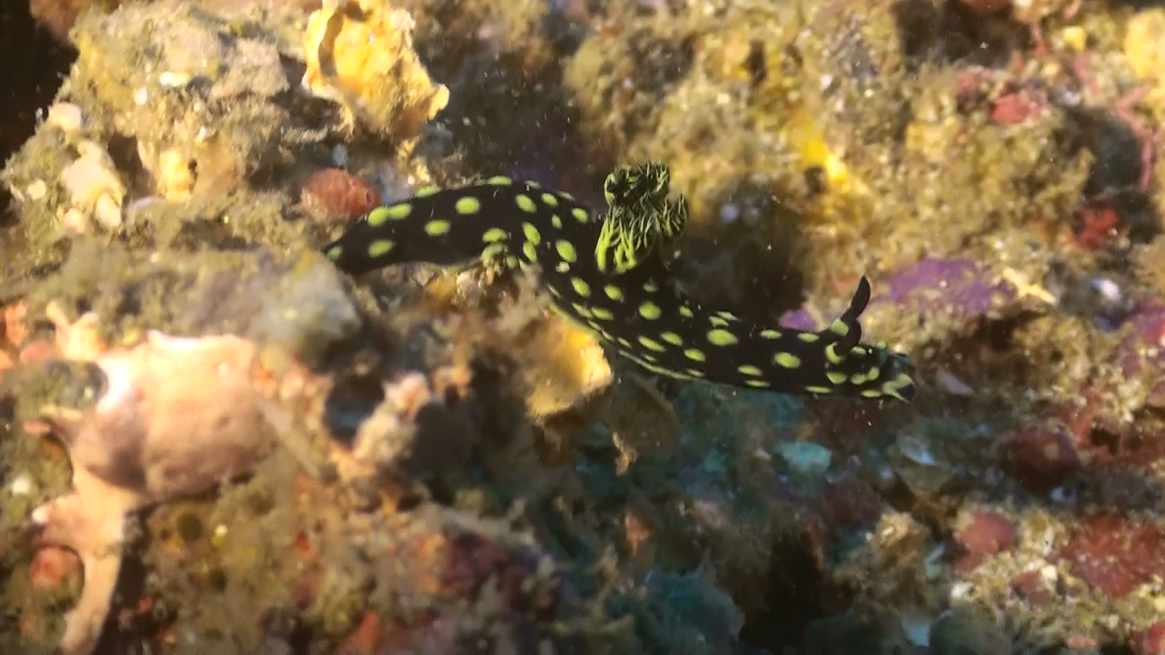 Nudibranch on the hunt