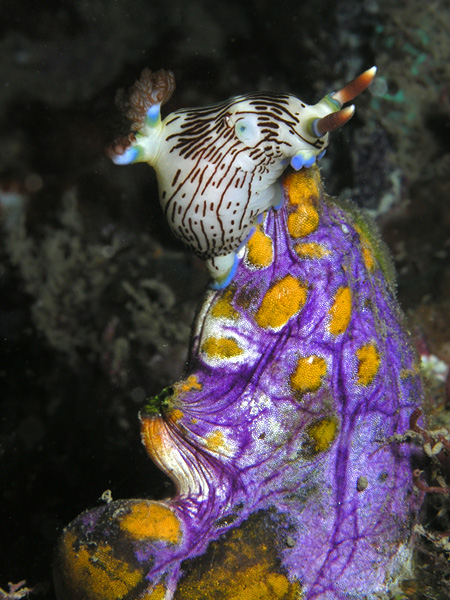 Nudibranch perched on a sea squirt