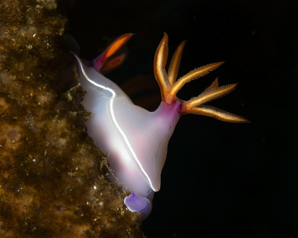 Nudibranch