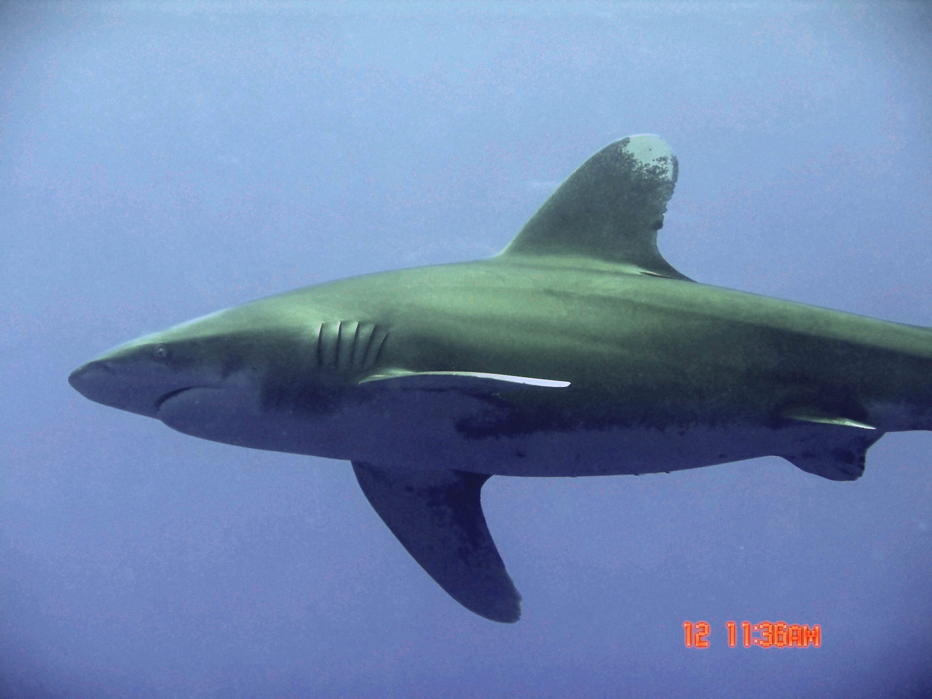 Oceanic White Tip Reef Shark
