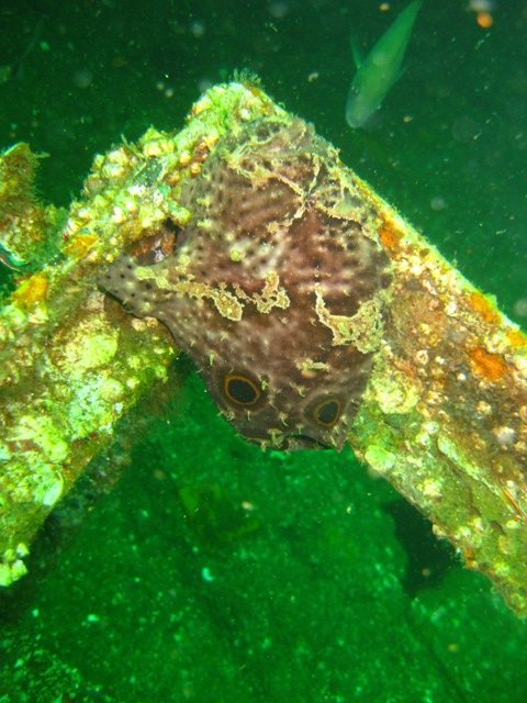 Ocellated Frogfish on the Red Sea PC Beach FL
