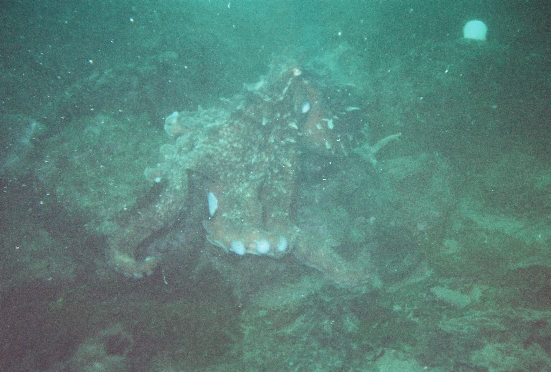 Octopus-3