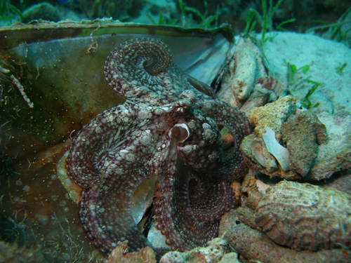 Octopus at Koh Tang Cambodia