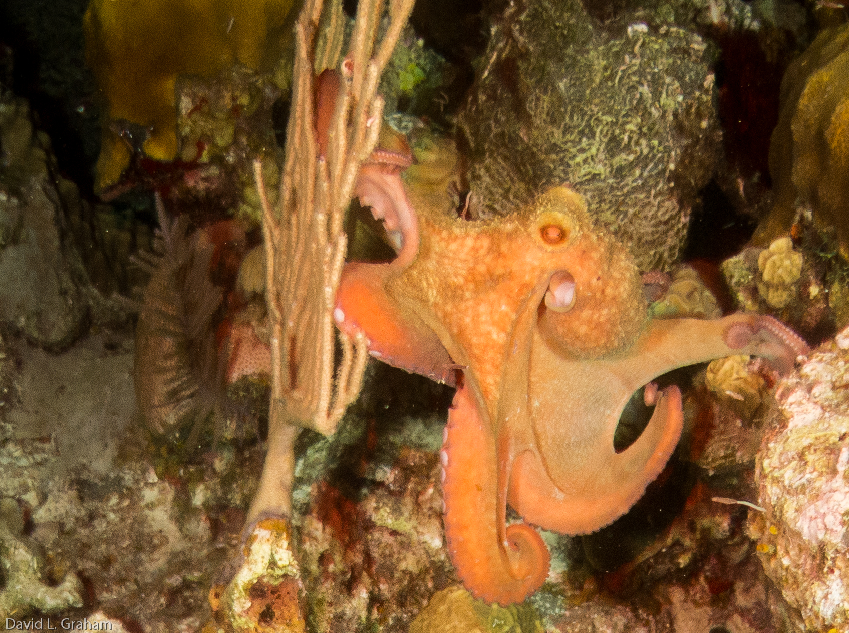 Octopus at night; Belize; July 2014