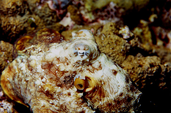 Octopus, Bismark Sea