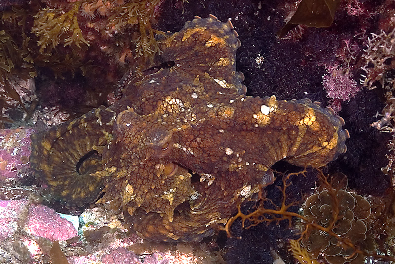 Octopus - Catalina Island 2