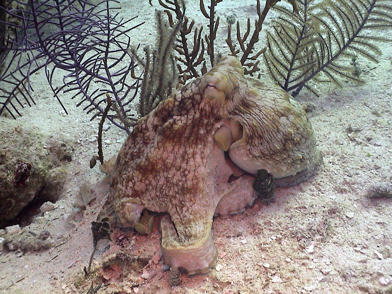 Octopus in Belize