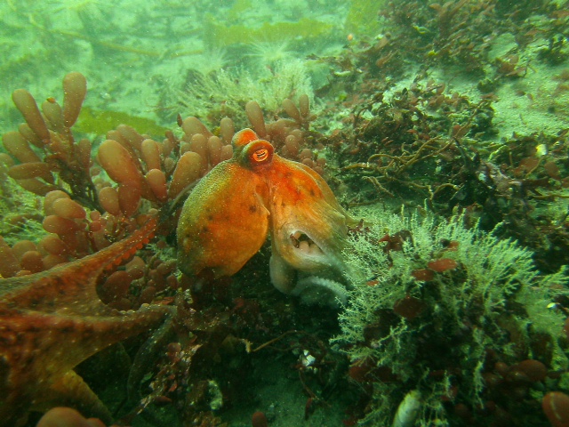 Octopus in Monterey