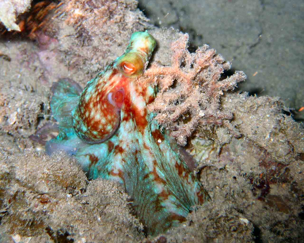 Octopus on the Prince Albert