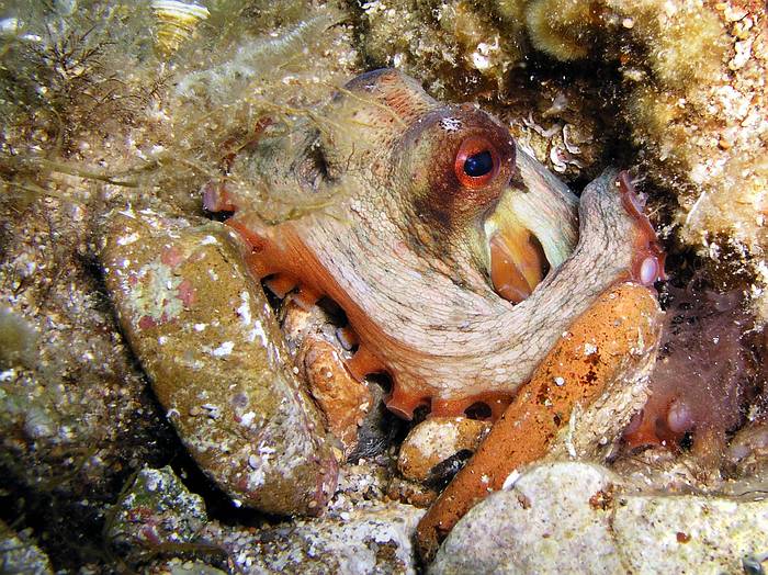 Octopus Vulgaris in his nest