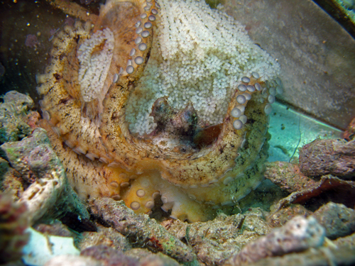 Octopus With Eggs