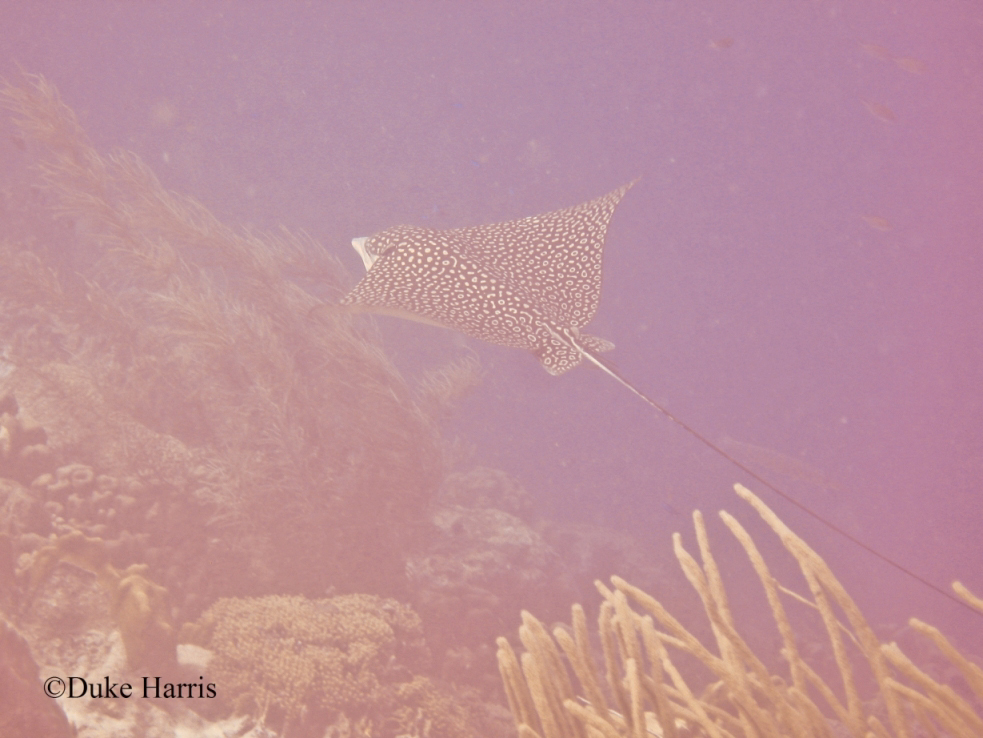Oil Slick Leap Spotted Eagle Ray