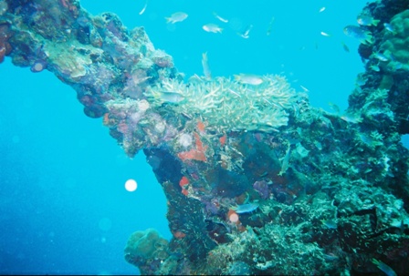 One of many wrecks in Palau