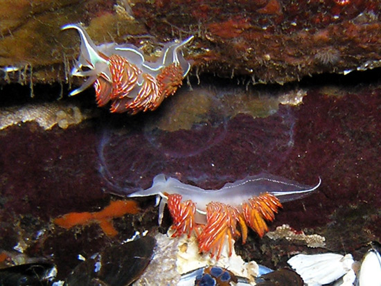 Opalescent nudibranchs Canada