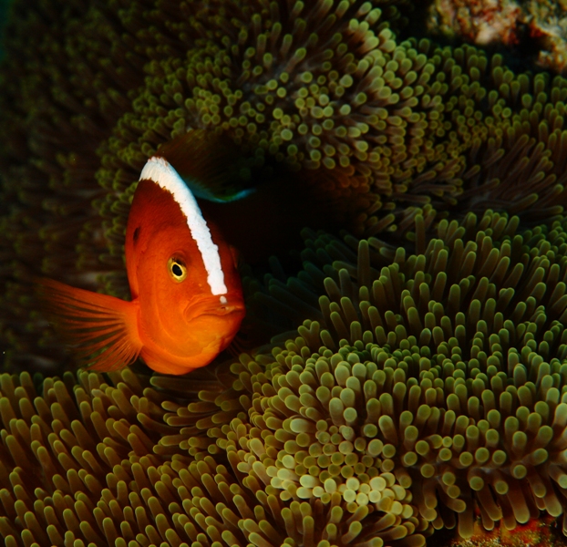 Orange anemonefish