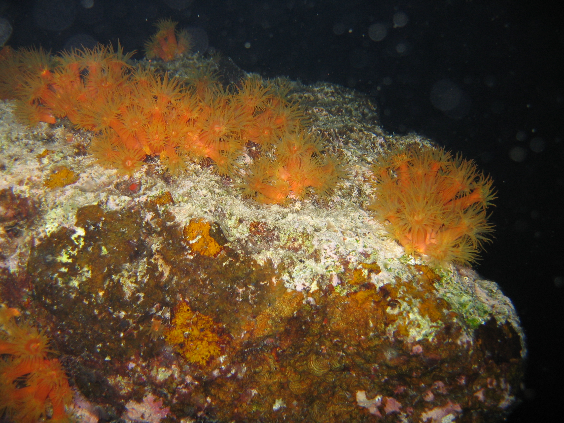 Orange Coral Polyps at night in Bonaire