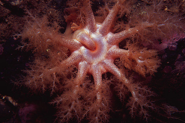 Orange-footed Sea Cucumber