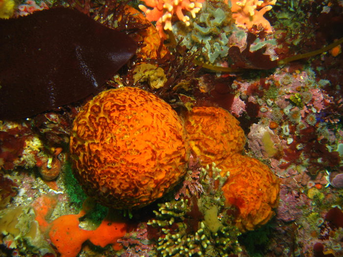 Orange Puffball Sponge