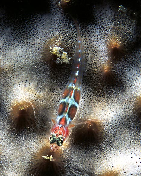 Orangespotted Goby