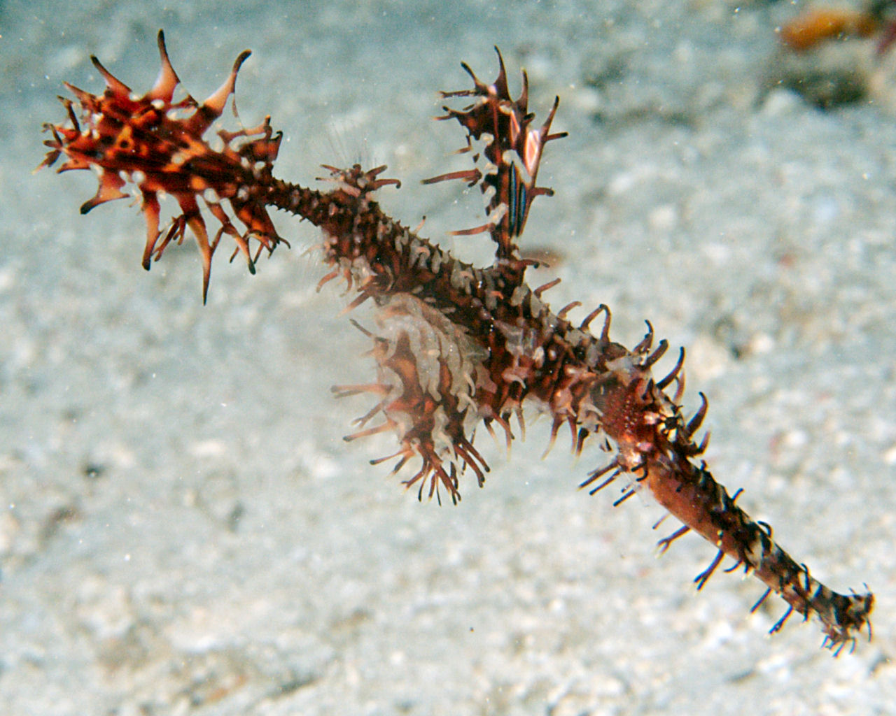Ornate Ghost Pipefish at Drop Off