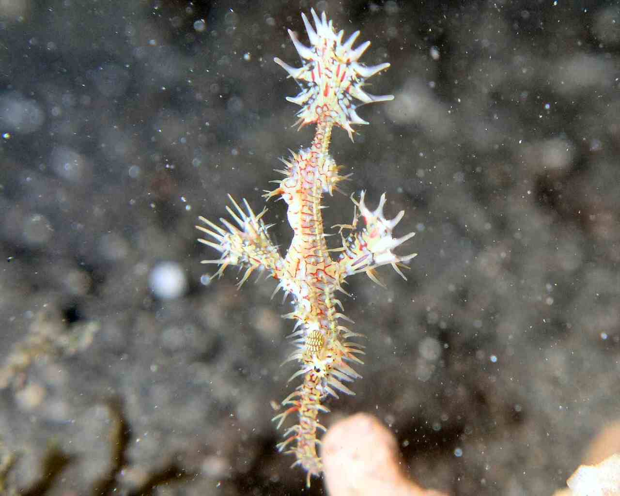 Ornate Ghost Pipefish at Lembeh, another view