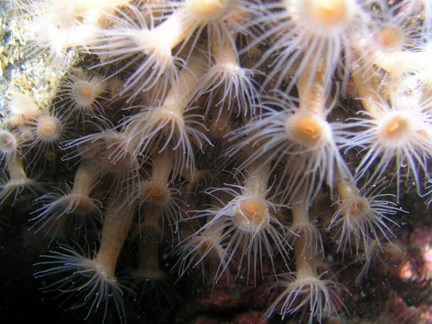 P002_Yellow_Zoanthid