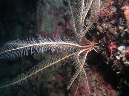 P005_Feather_Star